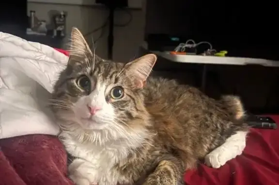 Missing cat North Richland Hills, photo: Lost Кошка, North Harwood Road, 8500, North Richland Hills - red collar with name