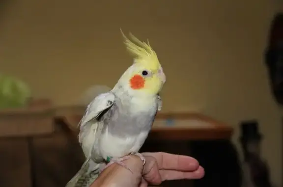 ¡Ayuda! Ave amarilla y gris perdida en Gijón