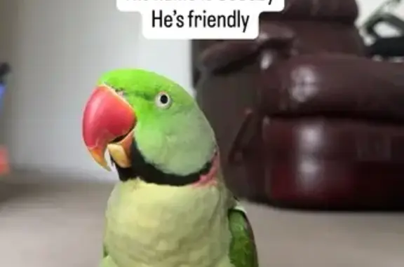 Lost Bird with Unique Beak Needs Help