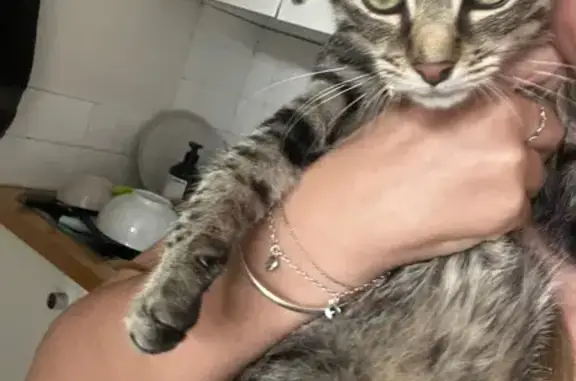 Friendly Young Cat Found in By...