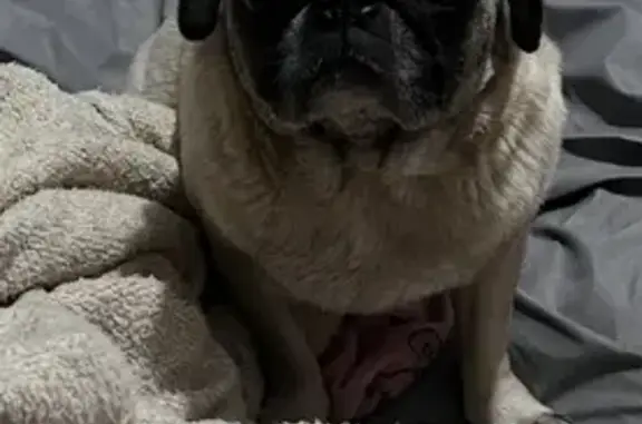 Perro Perdido: Canela en Ciudad de México