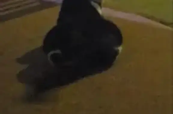 Found cat San Leandro, photo: Found кошка, 148th Avenue, 1584, San Leandro - collar with a bow and bell