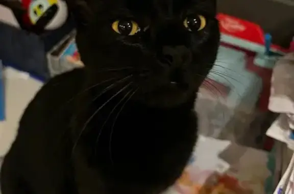 Animaux perdus Saint-Romans, photo: Petite chatte noire perdue à Saint-Romans