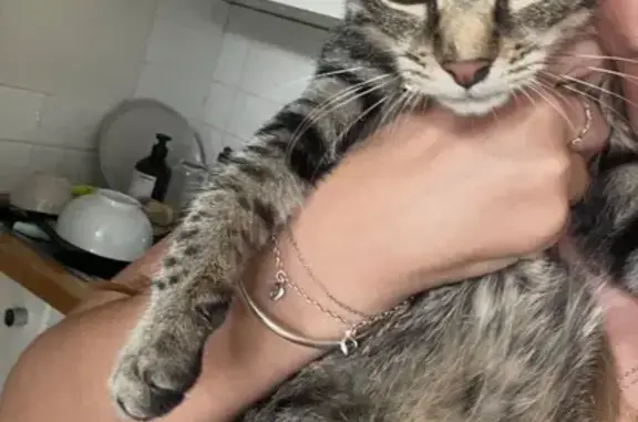 Sweet Young Cat Found in Byron...