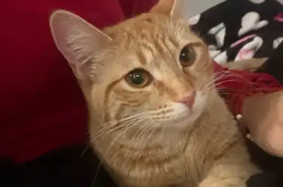 Lost Кошка, 163rd Street, 883, Calumet City - very friendly and loves food - photo