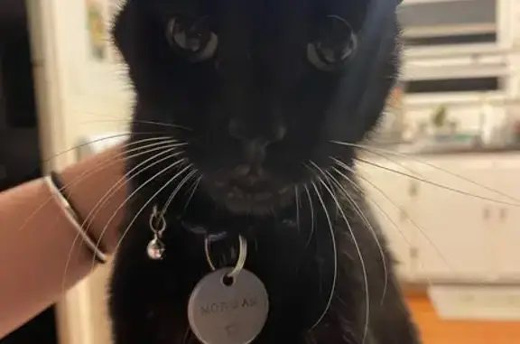 Help Find Morgan: Missing Black Cat