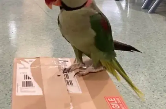 Lost pets Hobsons Bay, photo: Lost Talking Bird: Alex in Hobsons Bay