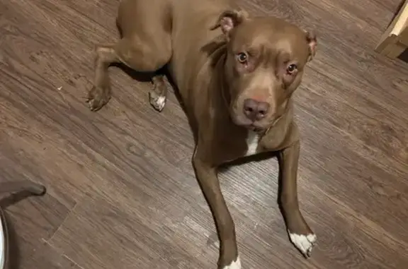 Lost Собака, Female, Woodbridge Street, 3002, Caldwell - light brown with white on her chest - photo