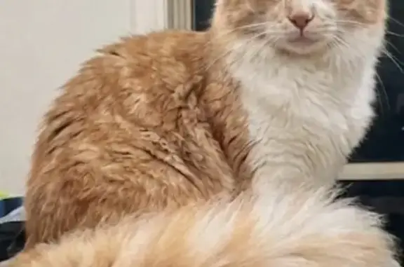 Missing cat Sydney, photo: Lost Fluffy Ginger Cat in Sydney