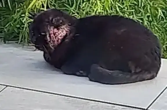 Chat trouvé Saint-Julien, photo: Chat noir blessé, soins urgents nécessaires