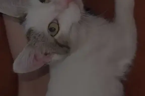 Chat perdu, Pau, photo: Chatte Arya disparue, 8 mois, Avenue du Loup