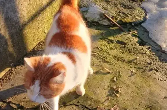 Знайдено лагідного кота на Кам...