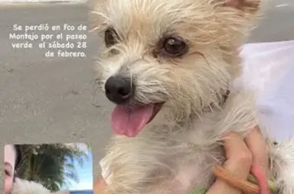 ¡Perro Perdido! Pequeña y Cariñosa en Mérida