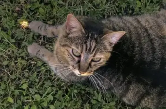 Animaux perdus Joigny, photo: Chatte tigrée peureuse disparue à Joigny