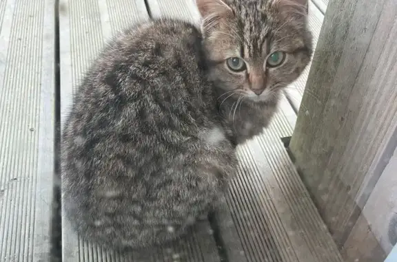 Animaux trouvés Saint-Dolay, photo: Chaton errant se nourrit chez nous, Saint-Dolay