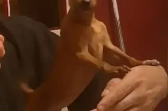 Animaux perdus , photo: Pinscher nain fauve perdu à Le Loroux