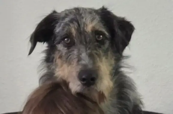 Animaux perdus Paslières, photo: Chienne tricolore disparue à Paslières