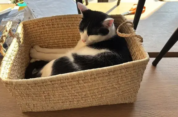 Animaux perdus Meximieux, photo: Chat noir et blanc perdu à Meximieux