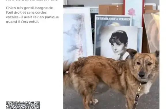 Chien marron tacheté perdu à Paris 78 - photo