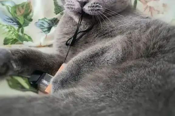 Зникла сірий весловухий кіт у Чорткові