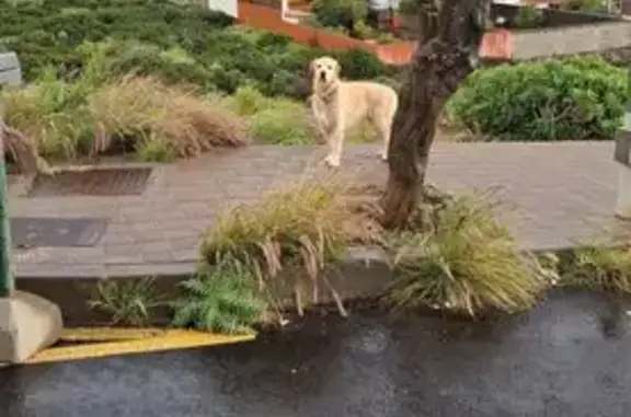 Perro Encontrado en Subida Al...
