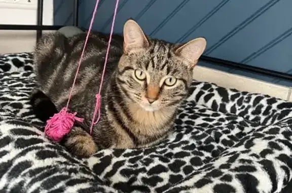 Animaux perdus Saint-Avé, photo: Chaton tigré sociable perdu à Saint-Avé
