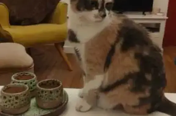 Chat perdu, Mulhouse, photo: Chatte écaille perdue à Mulhouse