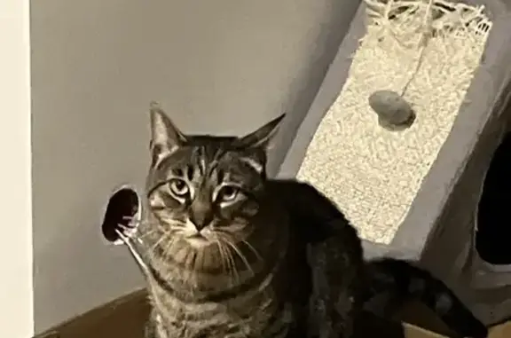Animaux perdus , photo: Chat Mô perdu à Lanildut - Aidez-nous !
