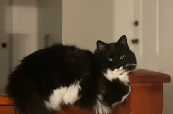 Lost pets Adelaide, photo: Lost Cat: Friendly Black & White in Croydon