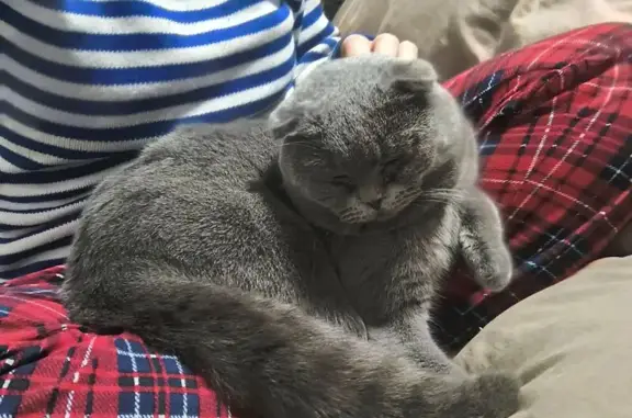 Зник весловухий котик з особливими прикметами