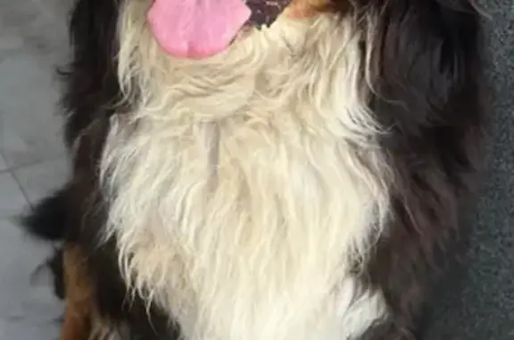 Perro Perdido: Boyero de Berna en Billela