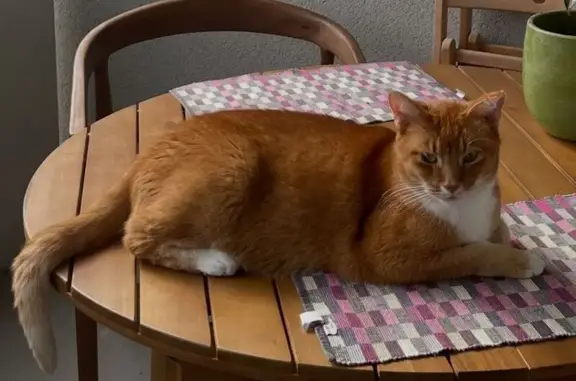 Chat perdu, , photo: Chat roux perdu, sociable, Rue du Chanois