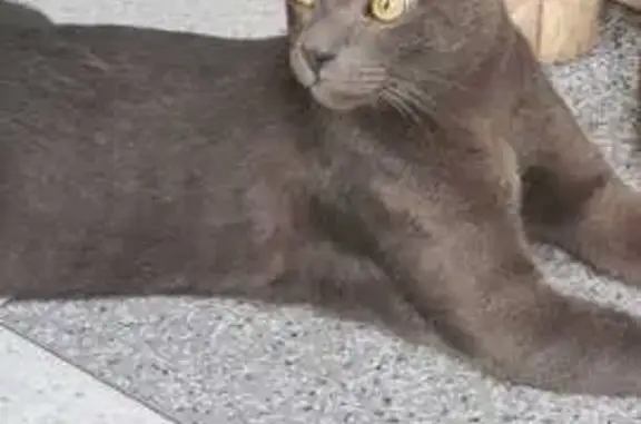 ¡Gato Perdido! Gris Azulado con Collar Rojo