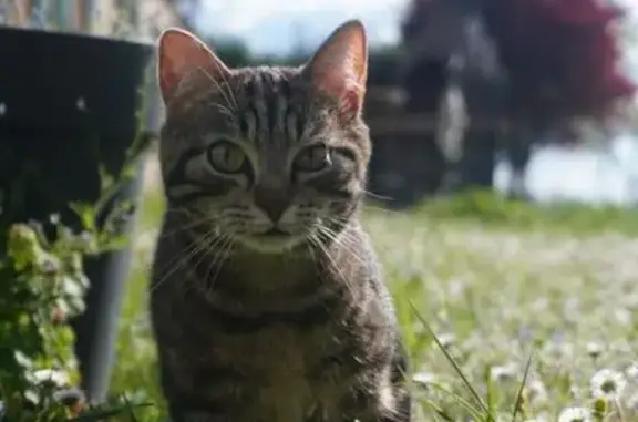 Animaux perdus , photo: Chatte craintive disparue à Vouillon