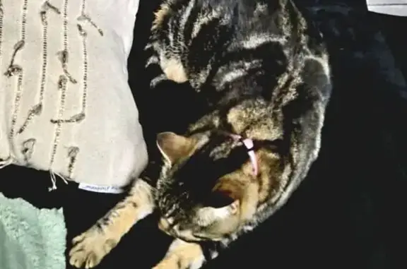 Chatte Nalla disparue à Marquixanes - photo
