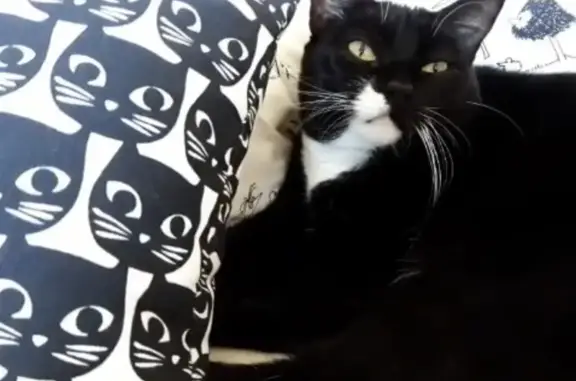 Gato Perdido en Jerez: Dócil y Asustadizo