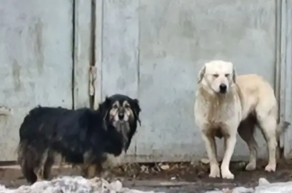 Знайдено собаку Харків, фото: Знайдена молода біла собака в Харкові
