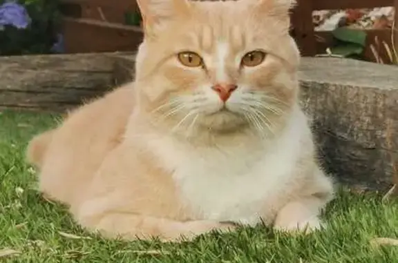 Chat perdu, Miramas, photo: Chat sable disparu à Miramas, craintif et pucé
