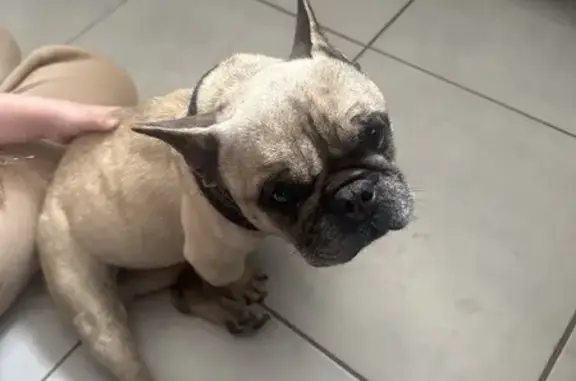 Chien trouvé , photo: Bouledogue trouvé à Villeneuve-Tolosane