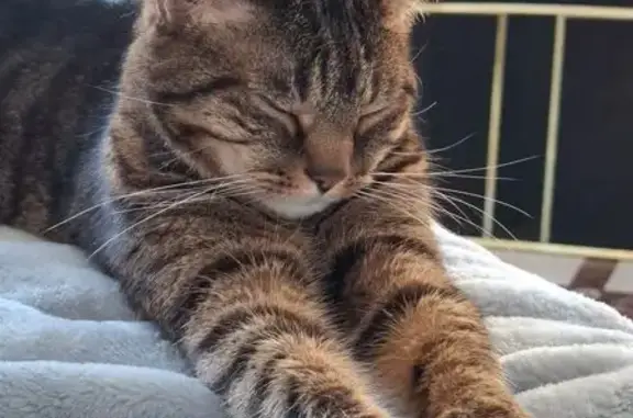 Chat perdu à Varennes-sur-Seine - photo