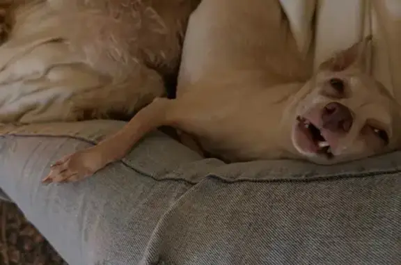 Lost Собака, Bryant, Arkansas - Blonde Chihuahua with hip problems - photo