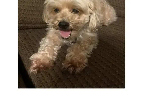 Missing dog Urbana, photo: Lost собака, Cedric Drive, 8, Urbana - tan color, microchip