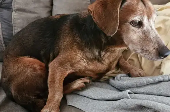 Lost собака, East 2nd Street, 505, Kenly, Charlotte - Jack Russell/Daschund mix - photo