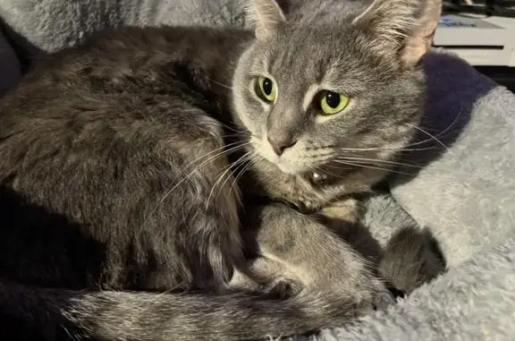 Missing cat Morgantown, photo: Lost Кошка, Inglewood Boulevard, 445, Morgantown - green eyes, grey striped tail