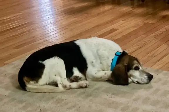 Lost Собака, Dundas, Ohio - синий отражающий ошейник - photo