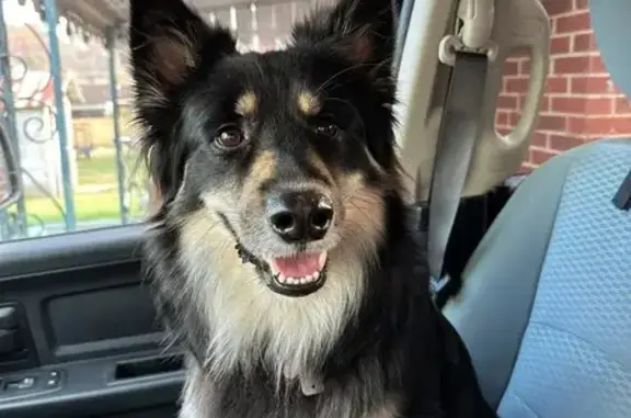 Missing dog Hurricane, photo: Lost Собака, High School Avenue, 412, Hurricane - very fluffy and loving