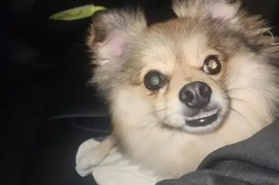 Lost Dog Near Wentworth Rd, Burwood