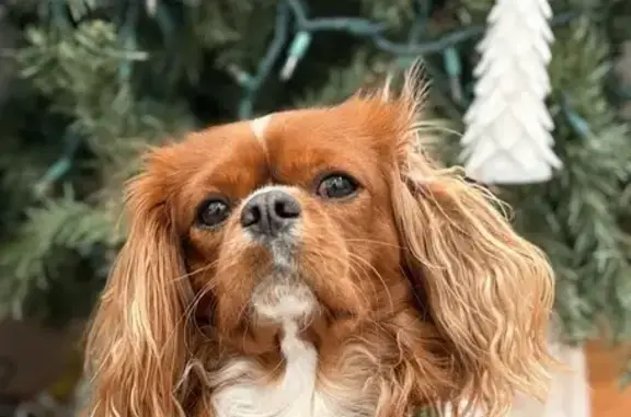 Lost Собака, Arlington Avenue, 498, Communipaw, Jersey City - Tan with a white stripe - photo