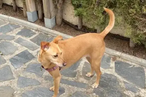 Perro Perdido en Ventas de Huelma: Ayuda