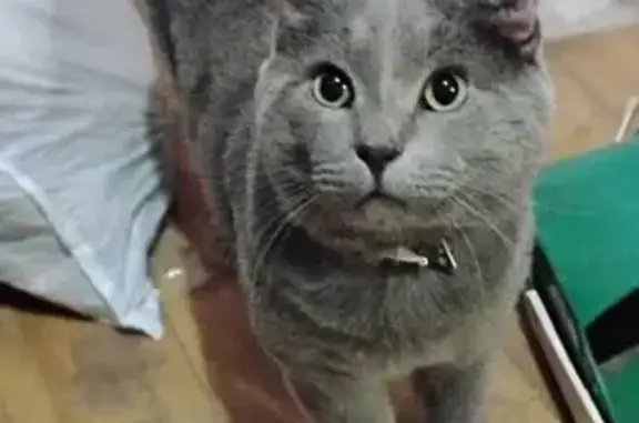 Lost Кошка, Jesse Jewell Parkway Southeast, Gainesville - gray male named Doobie - photo